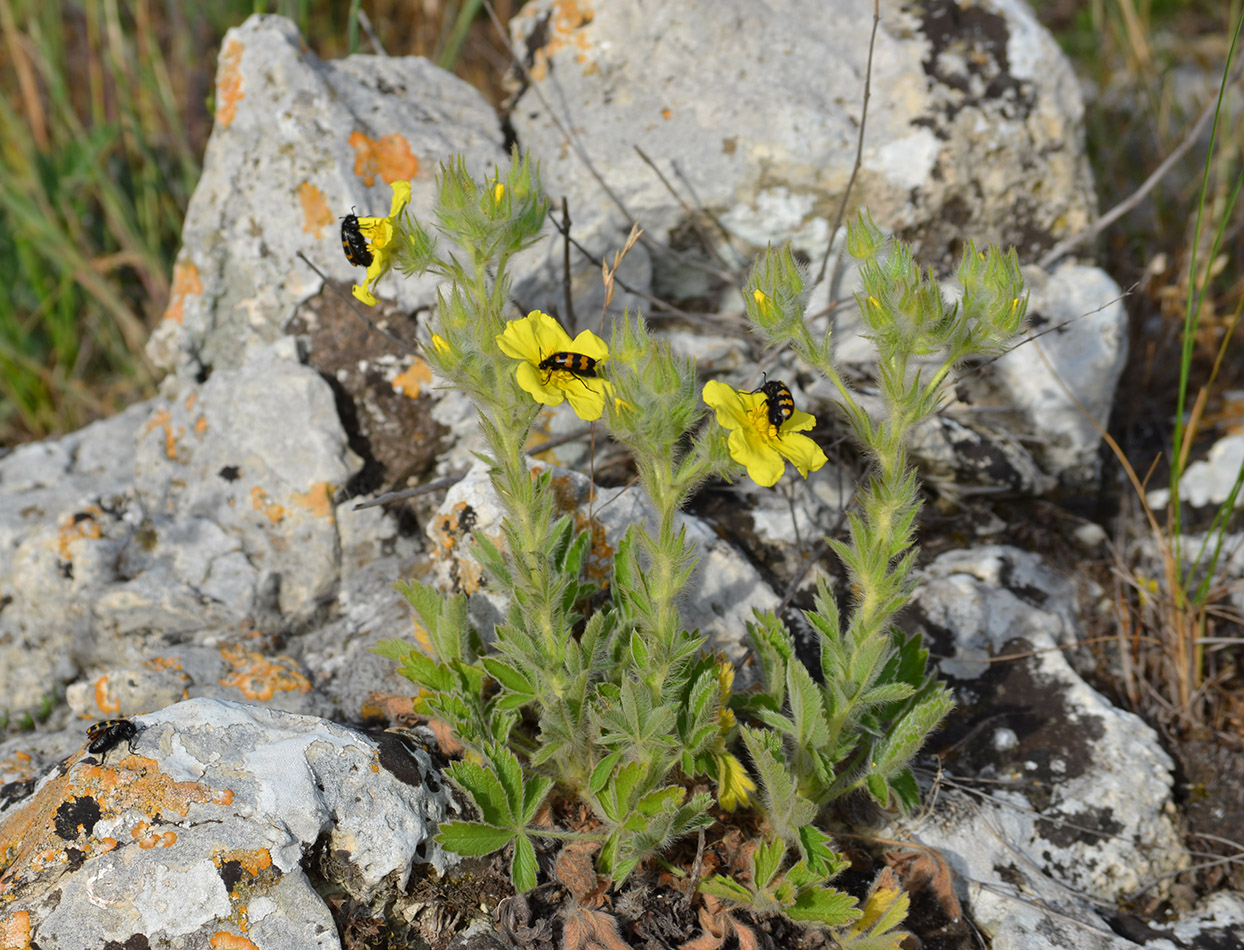 Изображение особи Potentilla callieri.