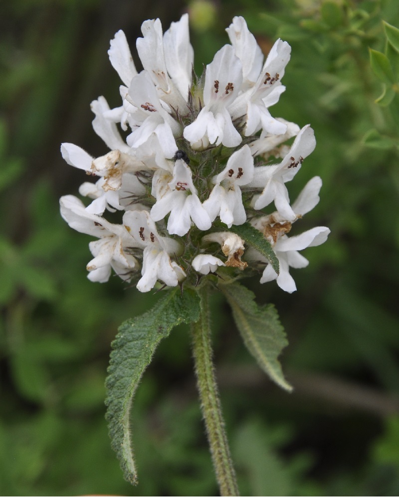 Image of Betonica scardica specimen.