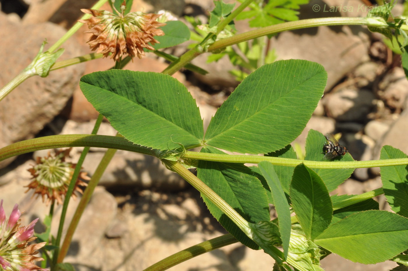 Изображение особи Trifolium hybridum.