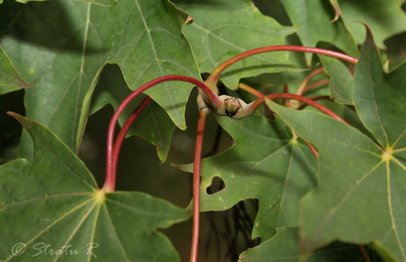 Image of Acer platanoides specimen.