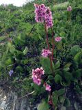 Bergenia crassifolia