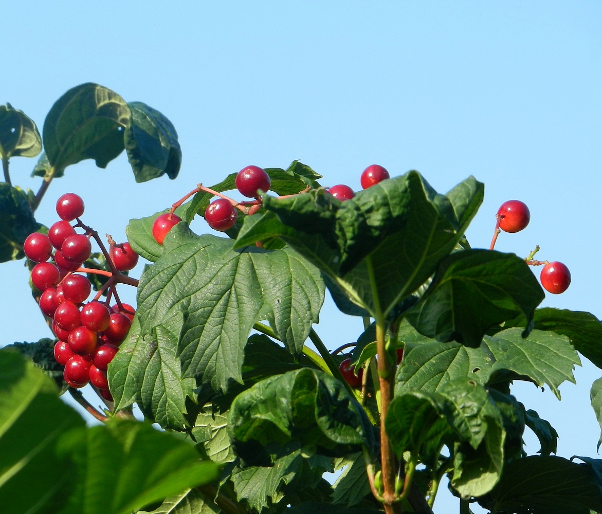 Изображение особи Viburnum opulus.