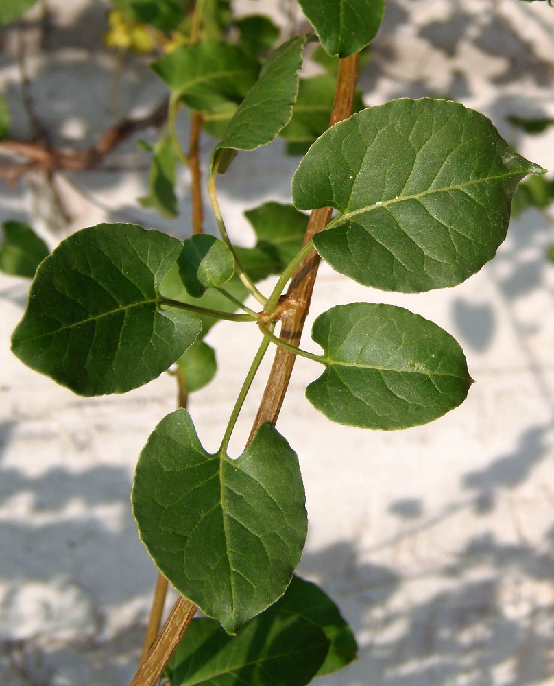 Image of Fallopia baldschuanica specimen.