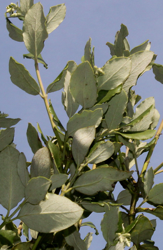 Image of Garrya elliptica specimen.