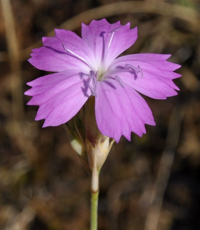 Изображение особи Dianthus gracilis.