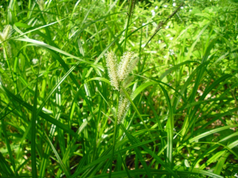 Image of Carex rhynchophysa specimen.