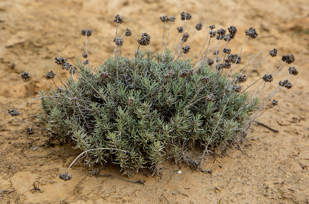 Image of Helichrysum italicum specimen.