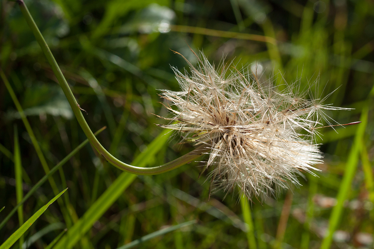 Image of Hypochaeris radicata specimen.