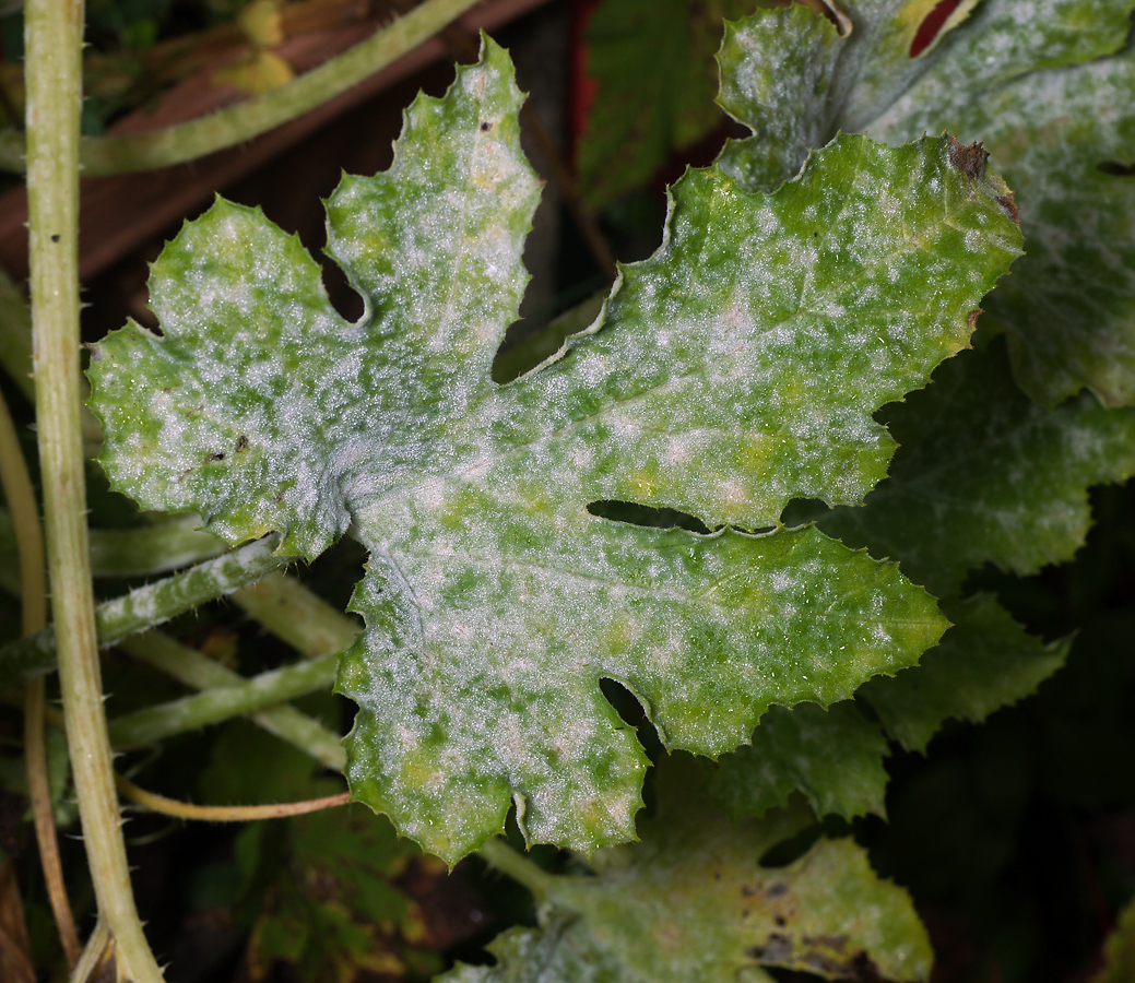 Image of Cucurbita pepo specimen.