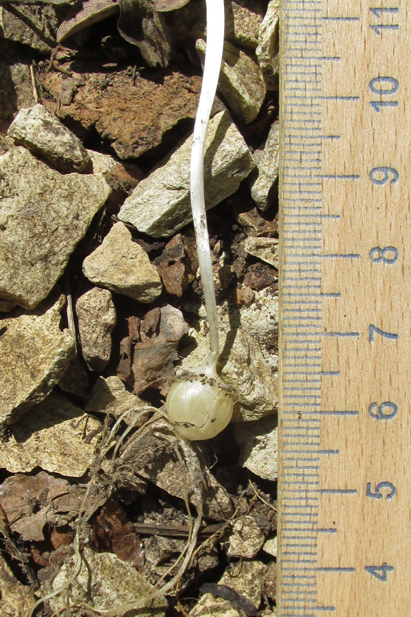 Image of Nectaroscordum bulgaricum specimen.