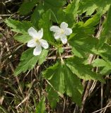 Anemone umbrosa. Верхушка цветущего растения с двумя цветками. Восточный Казахстан, Глубоковский р-н, окр. с. Тарханка, восточный склон сопки. 13.05.2015.