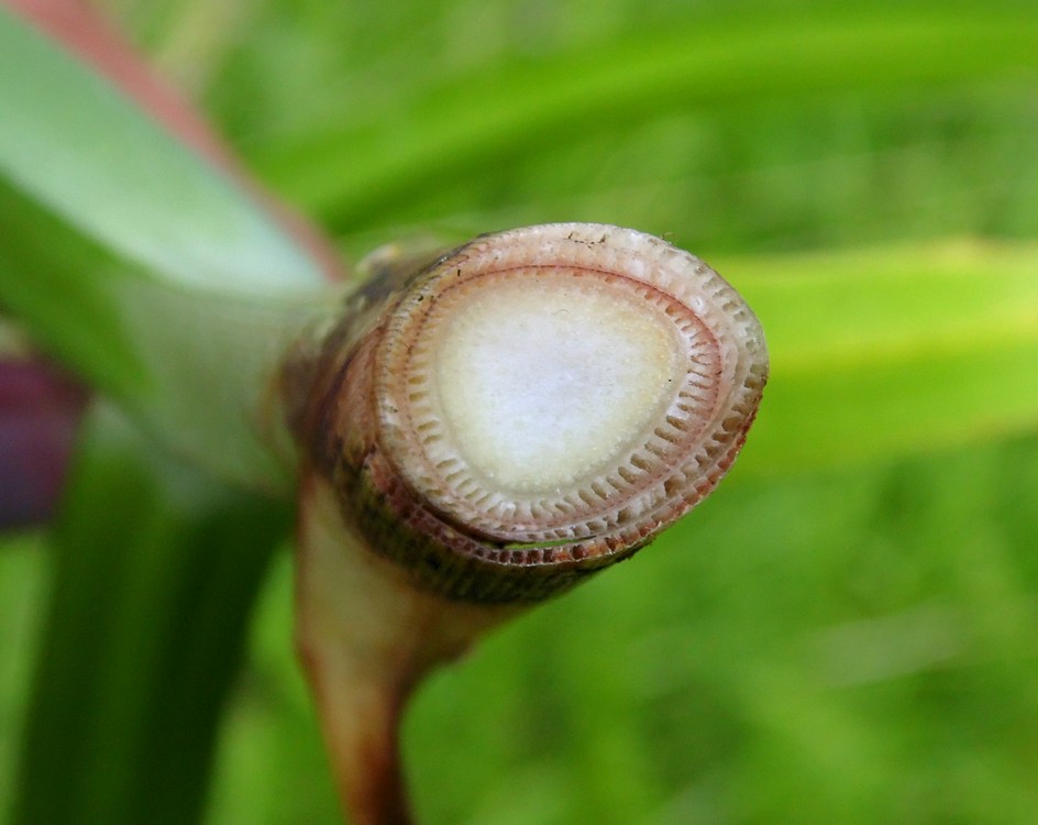 Image of Scirpus sylvaticus specimen.