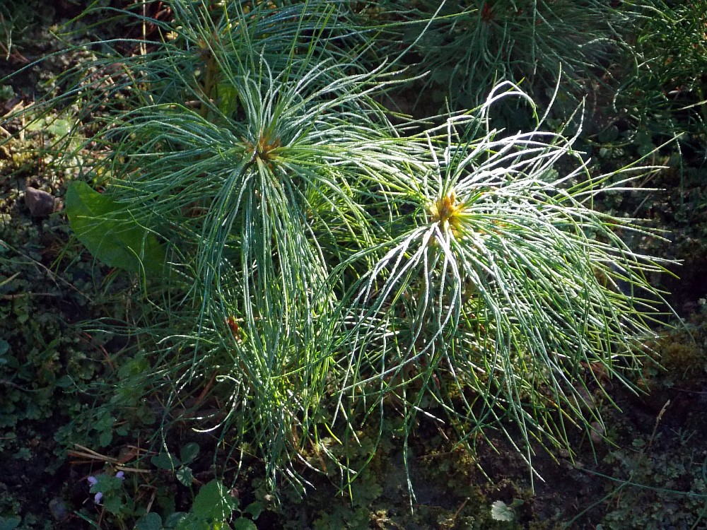 Image of Pinus wallichiana specimen.