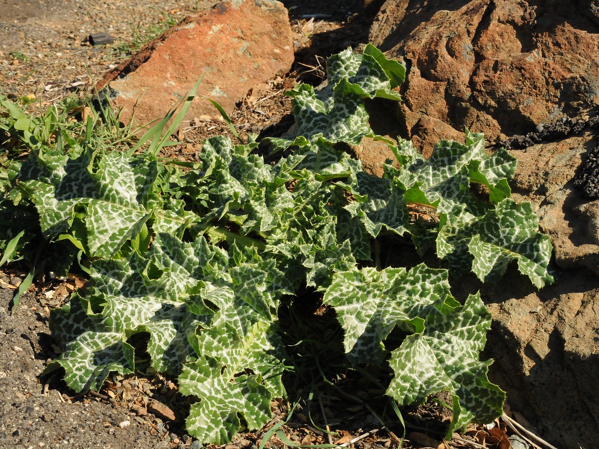 Image of Silybum marianum specimen.