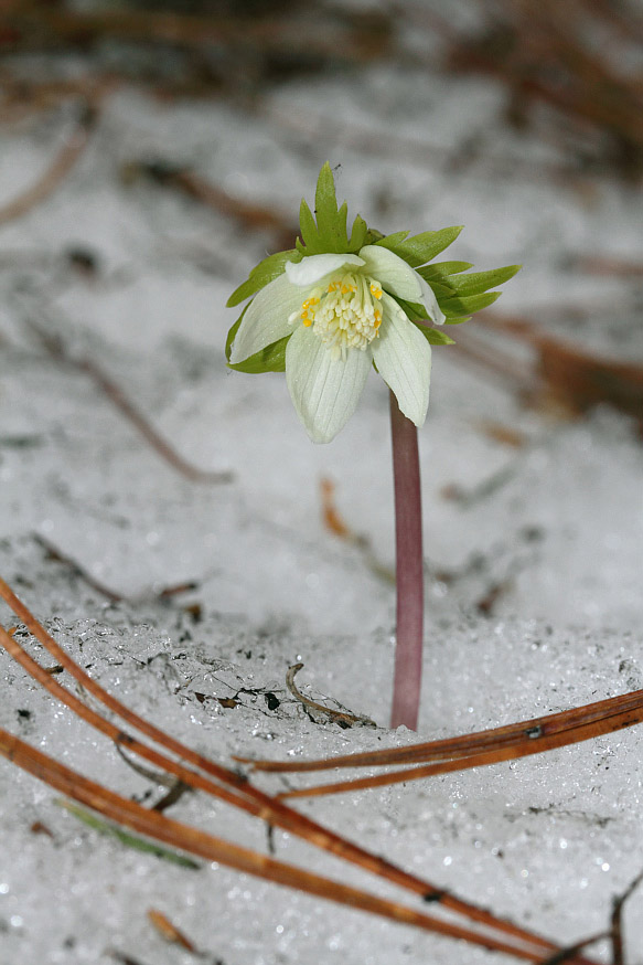 Изображение особи Eranthis tanhoensis.