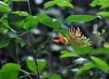 Strongylodon lucidus. Верхушка вьющегося побега с соцветием (на побеге другого растения). Андаманские острова, остров Лонг, влажный тропический лес. 07.01.2015.