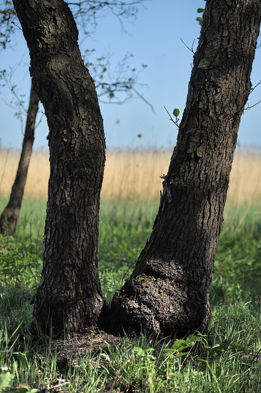 Image of Alnus glutinosa specimen.