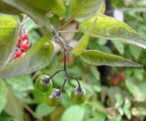 Solanum kitagawae