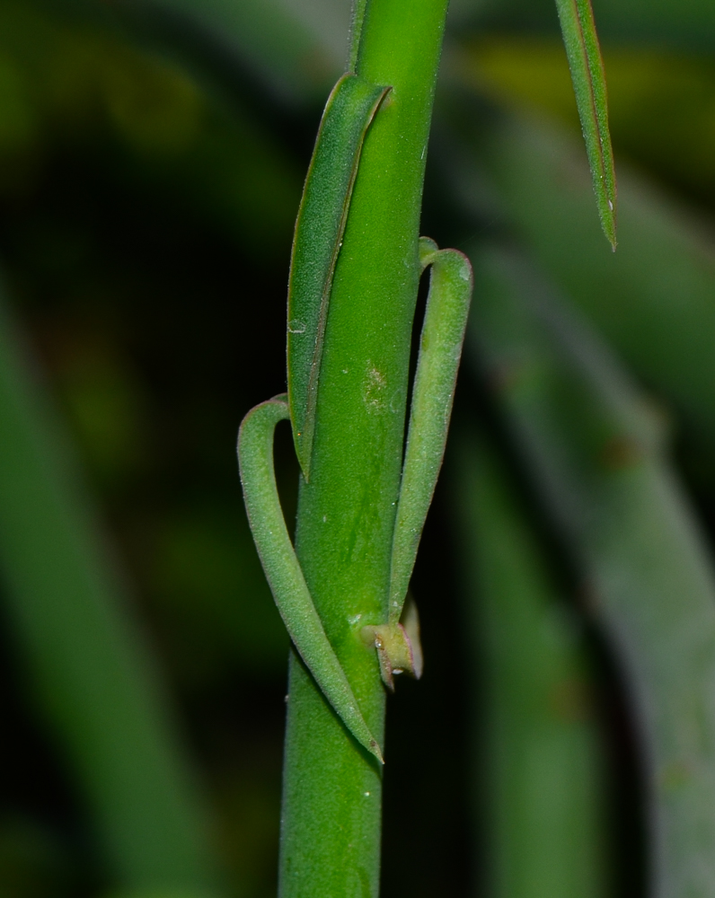 Image of Euphorbia schimperi specimen.