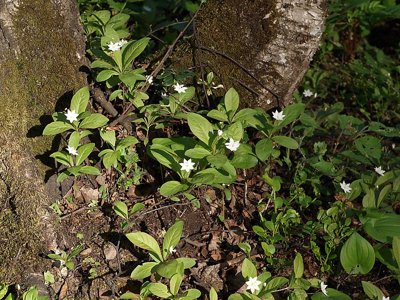 Image of Trientalis europaea specimen.