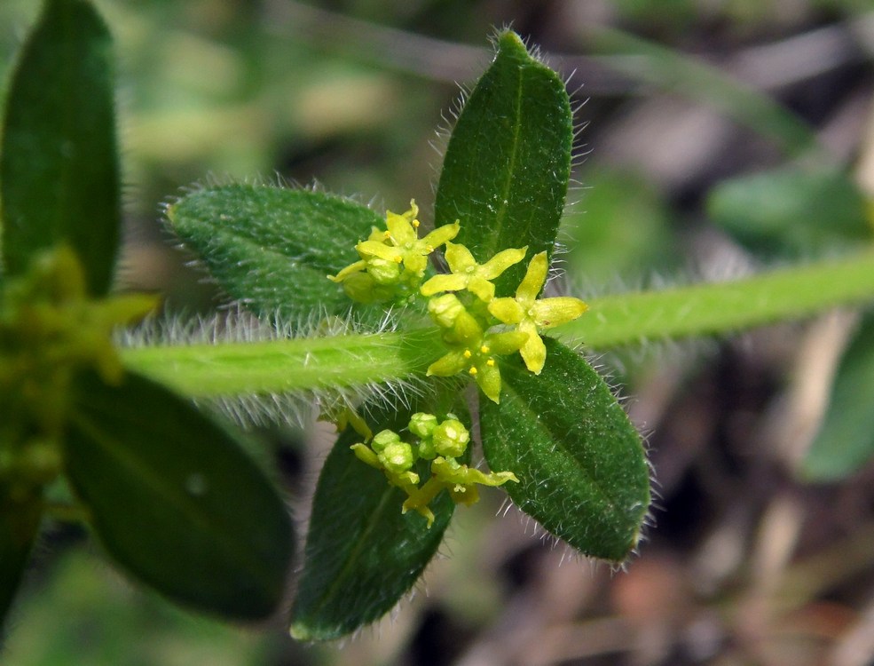 Image of Cruciata laevipes specimen.