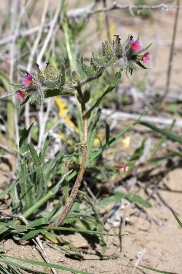 Image of Nonea caspica specimen.