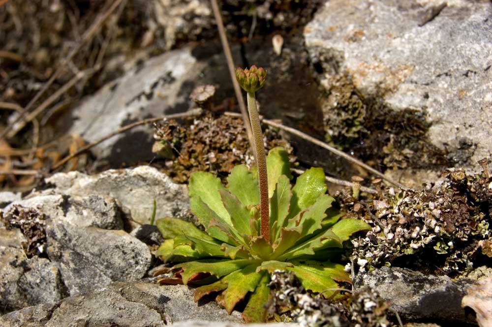 Image of Androsace septentrionalis specimen.