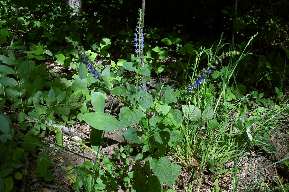 Изображение особи Scutellaria altissima.