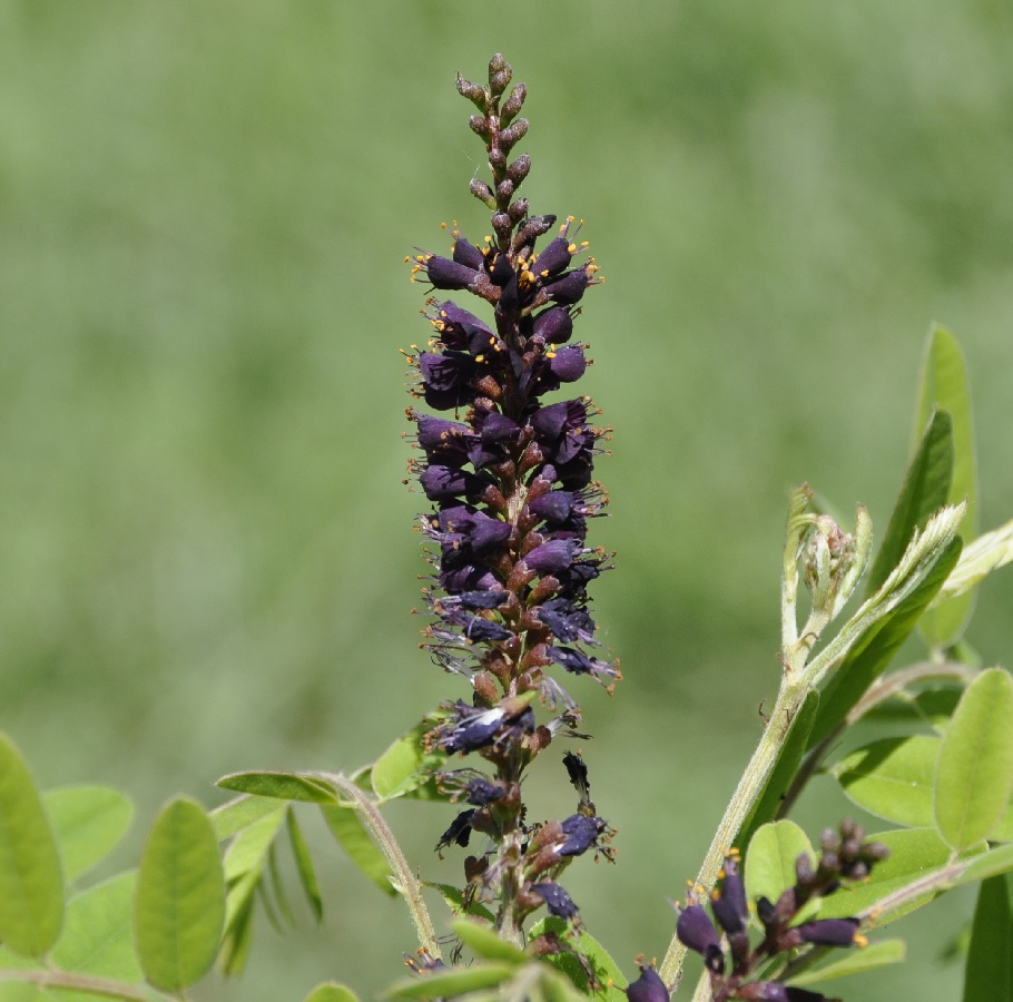 Изображение особи Amorpha fruticosa.