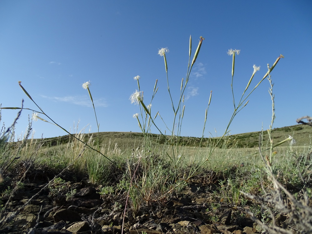 Image of Dianthus soongoricus specimen.