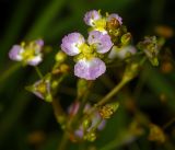 Alisma plantago-aquatica. Цветок. Московская обл., Раменский р-н, окр. ж.-д. платформы Хрипань, просека под ЛЭП, высыхающая колея дороги. 09.07.2016.