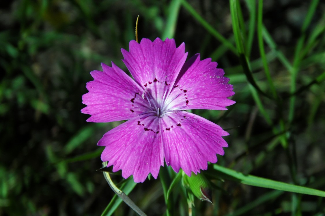 Изображение особи Dianthus imereticus.