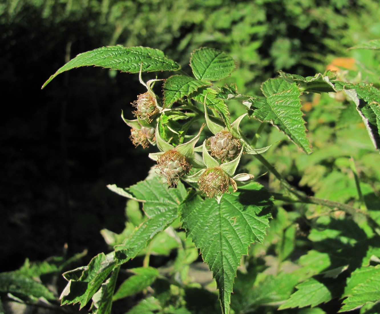 Изображение особи Rubus idaeus.