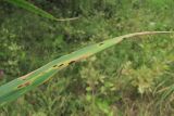 Phragmites australis