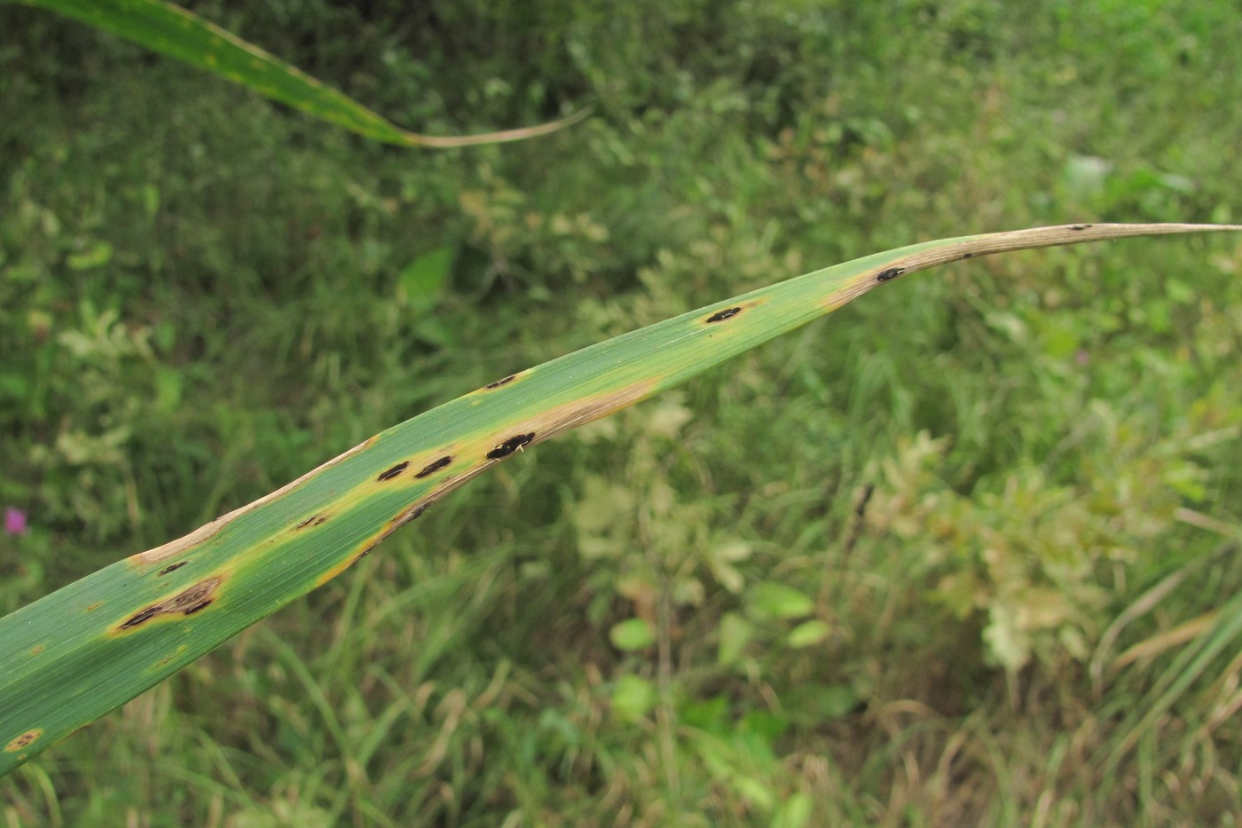 Изображение особи Phragmites australis.