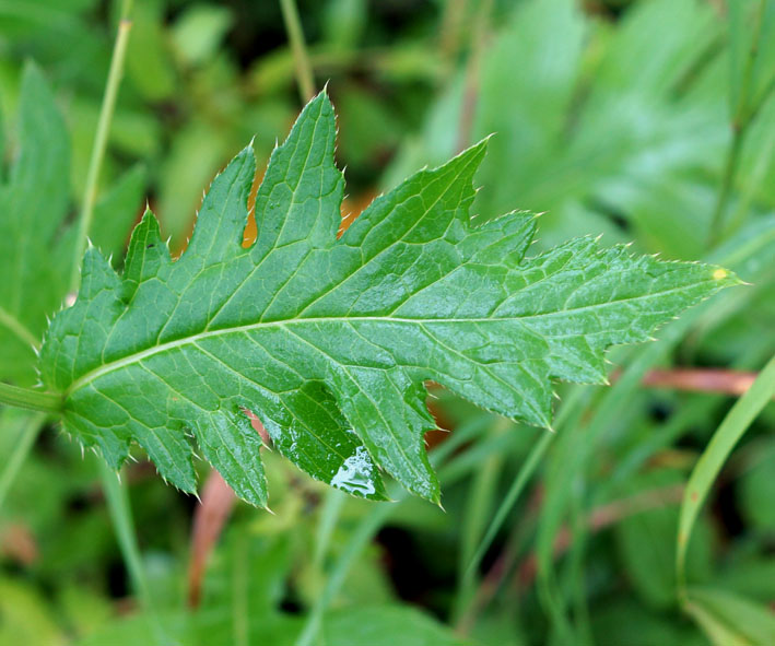 Image of Cirsium kamtschaticum specimen.