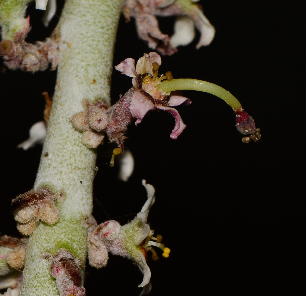 Image of Euphorbia antisyphilitica specimen.