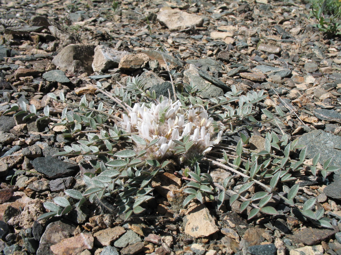 Изображение особи Astragalus scabrisetus.