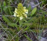 Смотреть изображение Pedicularis sibthorpii