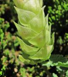 Scutellaria oreophila. Основание соцветия. Кабардино-Балкария, Эльбрусский р-н, окр. с. Эльбрус, ок. 1850 м н.у.м., склон горы. 13.07.2016.