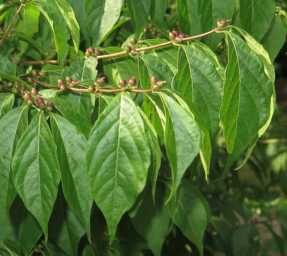 Image of Lonicera maackii specimen.