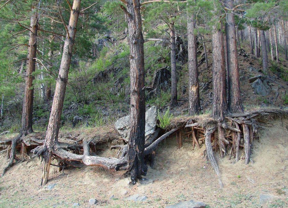 Изображение особи Pinus sylvestris.