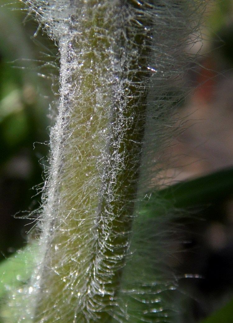 Image of Ajuga orientalis specimen.