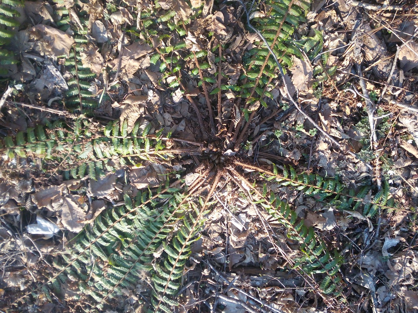 Image of Dryopteris crassirhizoma specimen.