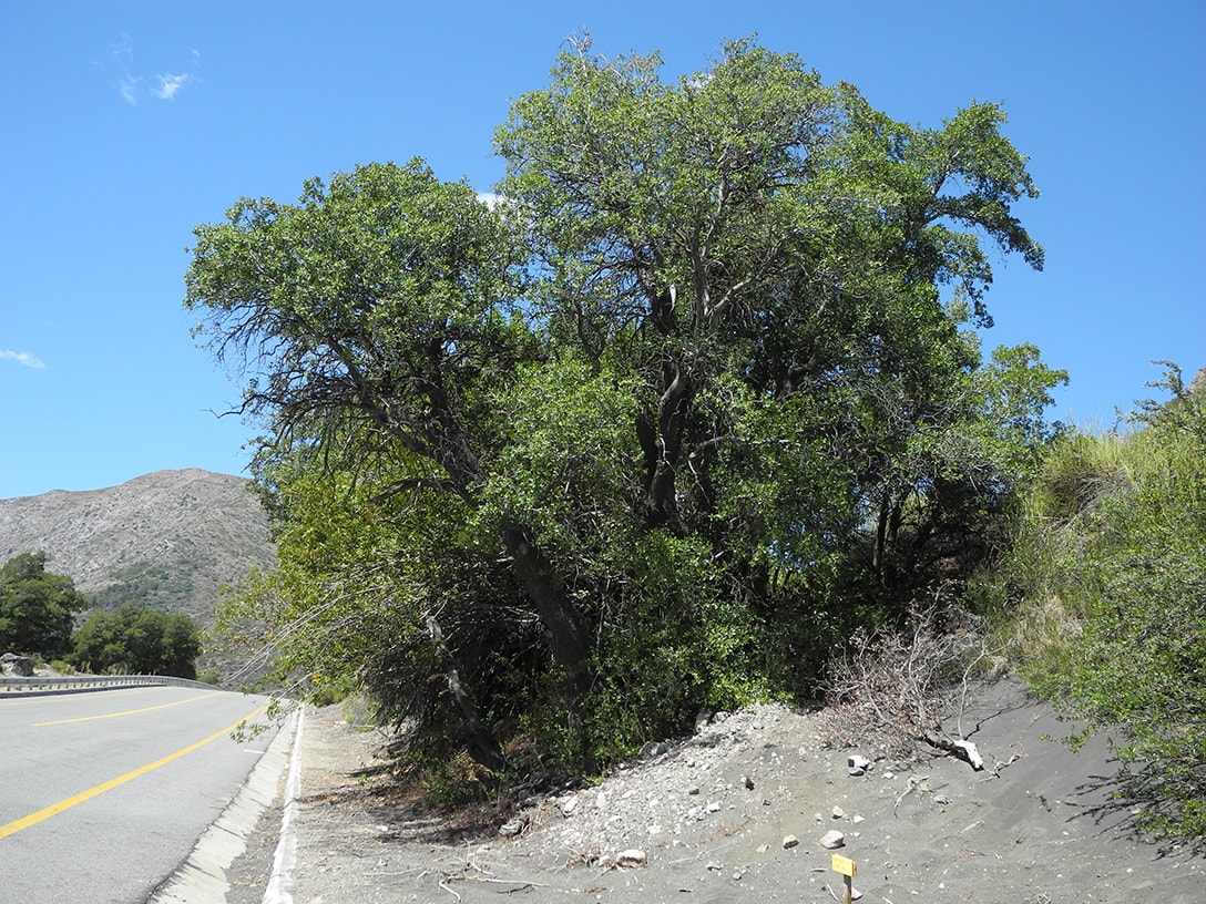 Image of Quillaja saponaria specimen.