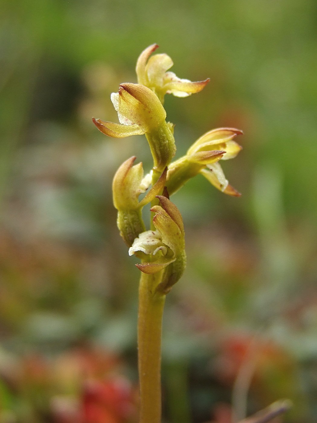 Изображение особи Corallorhiza trifida.