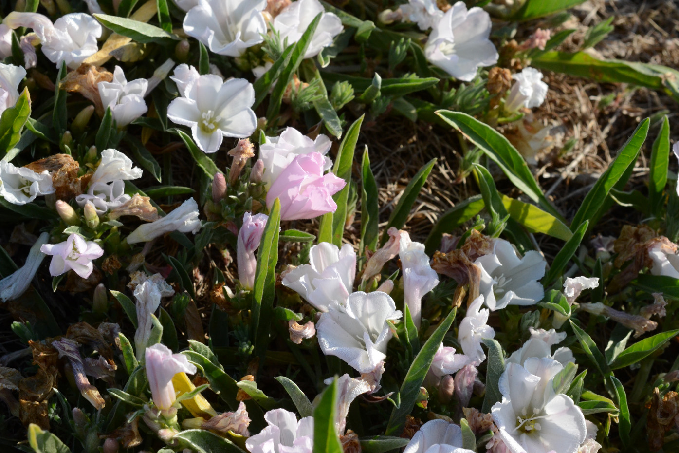 Image of Convolvulus lineatus specimen.