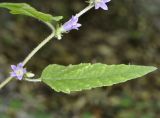 род Campanula