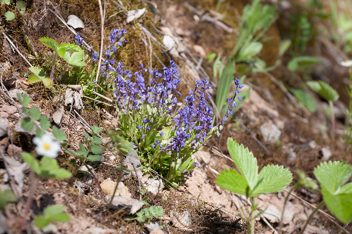 Image of Polygala amarella specimen.