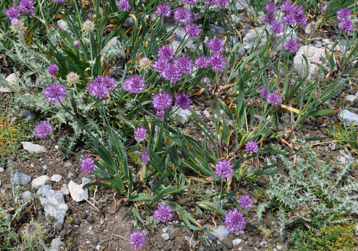 Изображение особи Allium carolinianum.